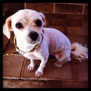 Mobile small dog groomer Pic 2