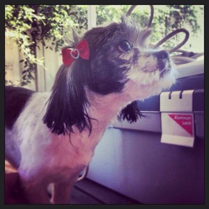 Mobile small dog groomer Pic 3