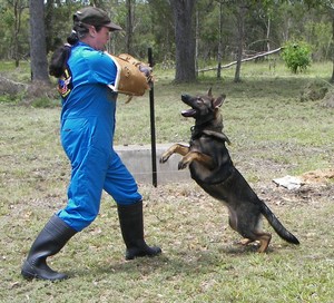 Australia Wide Specialised Dog Training Pic 2 - 5 mth old bitch in training