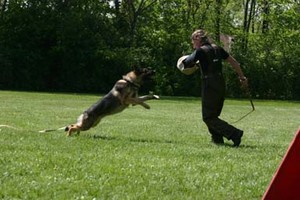 Australia Wide Specialised Dog Training Pic 3 - awsdt training style