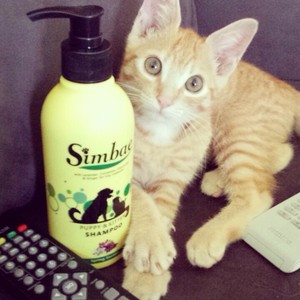 Simbae Australia Pic 5 - Happy Simbae Customer Pet