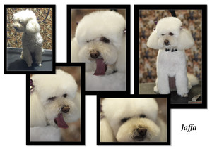 Urban Paws Dog Grooming Pic 4