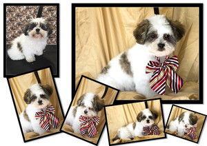 Urban Paws Dog Grooming Pic 3