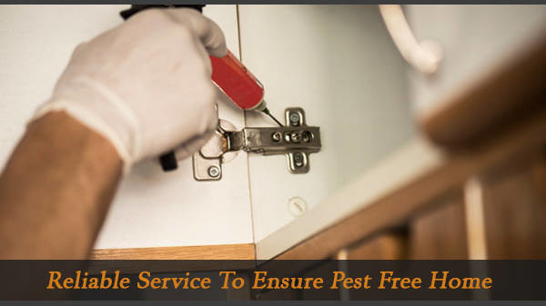 Zap Pest Services Pic 1