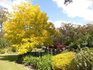 AEB Property Services Pic 4 - AEB Property Services Lawn Mowing Trees Pruning Trimming Hedging Gardening