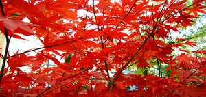 Torbay Tree Farmers Pic 2 - Japanese maple