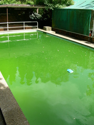 The Tranquil Garden And Pool Pic 4 - green pool recovery before