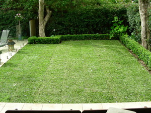 The Tranquil Garden And Pool Pic 3 - turfing job after