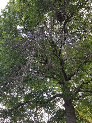 The Love of Landscapes Pic 2 - Pin Oak Quercus palustris Clear out deadwood