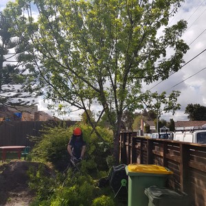 The Love of Landscapes Pic 5 - Ash removal