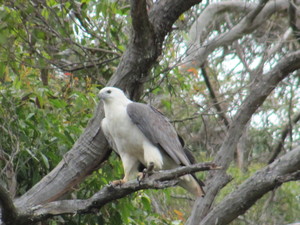 A R Reflections  River Cruises ('M V Reflections') Pic 5 - Whitebellied seaeagle