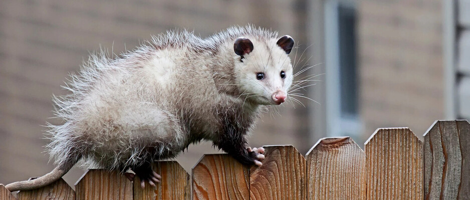 Micks Possum Removal Sydney Pic 1