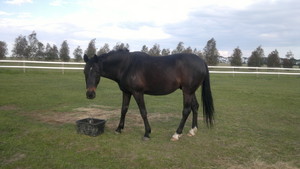 Yarrabee Farm Horse Agistment Pic 3