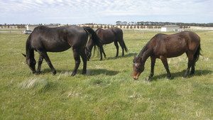 Yarrabee Farm Horse Agistment Pic 2