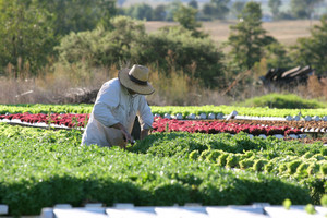 Paradise Fresh Dubbo Pic 4 - Direct from local growers