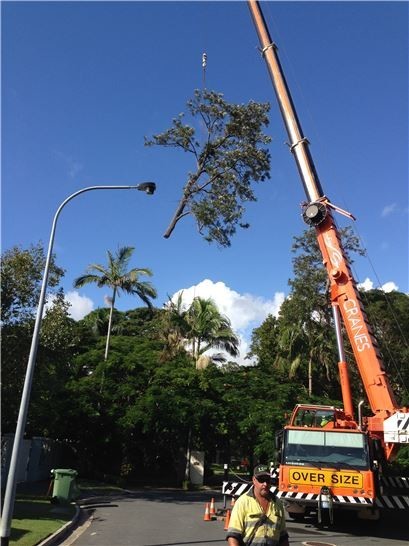 Simons Tree Surgery Pic 1