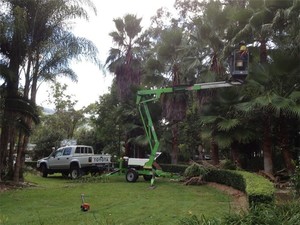 Simons Tree Surgery Pic 3