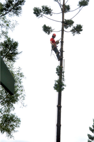 Simons Tree Surgery Pic 5