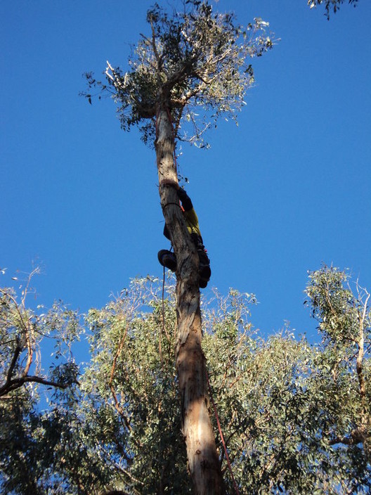 Permaco Trees Pic 1