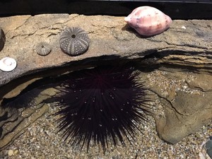 Marine Parks Authority NSW - Solitary Island Marine Park Pic 5 - Sea urchin in touch pool