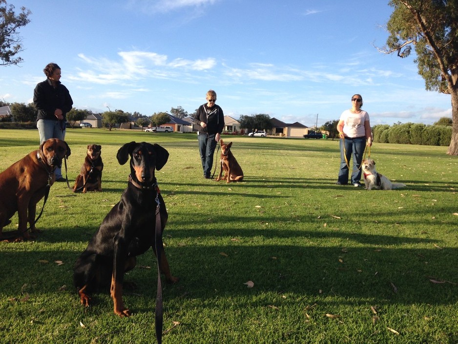 Bark Busters Southwest Pic 1 - Group Class in Dalyellup