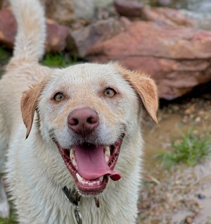 Kip Brisbane Cat & Dog Boarding Pic 2