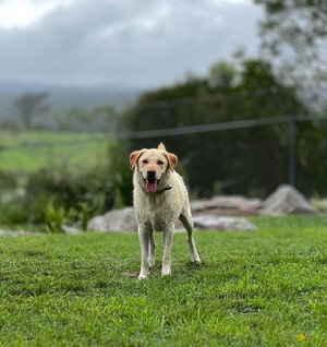 Kip Brisbane Cat & Dog Boarding Pic 3