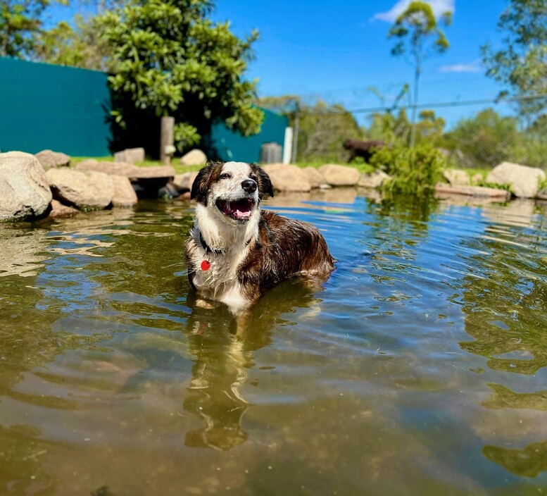 Kip Brisbane Cat & Dog Boarding Pic 1