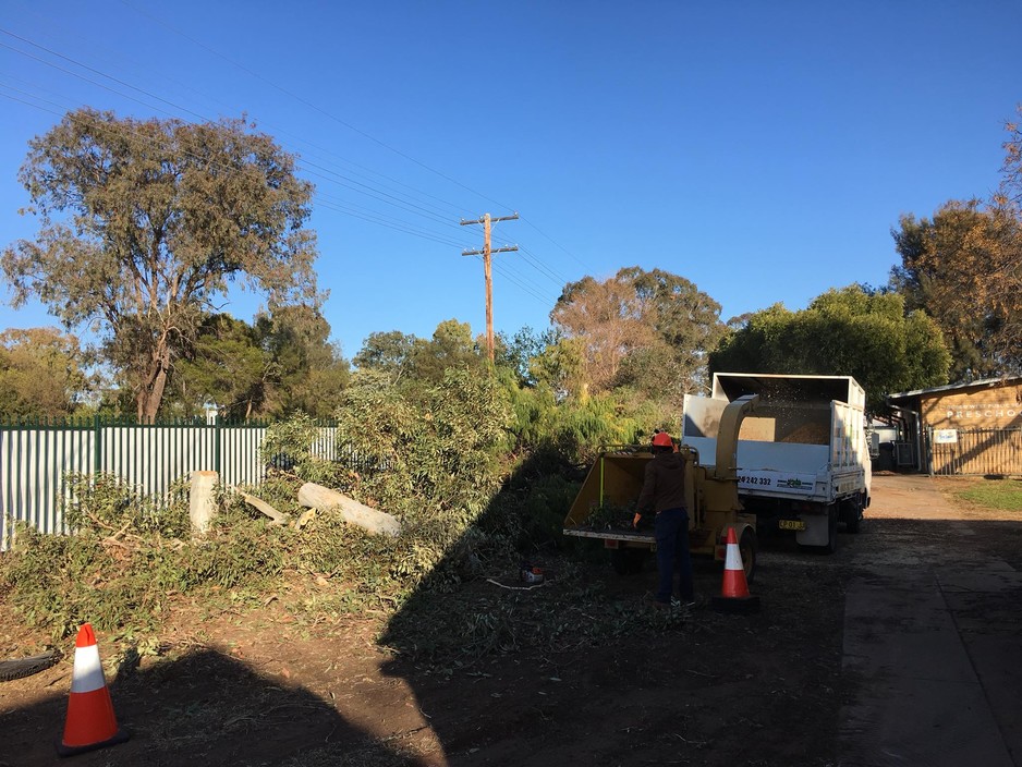 Dubbo Tree Service Pic 1