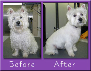 Dog Groomers Innerwest Pic 4