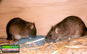 Fumapest Termite & Pest Control Pic 4 - Rodents