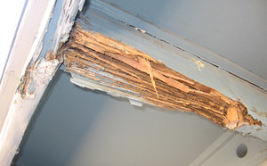 Fumapest Termite & Pest Control Pic 3 - Termite damage White Ants