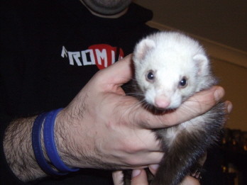 Amaya's Animal Home-Stay Pic 1 - ferrets