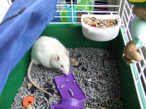 Amaya's Animal Home-Stay Pic 2 - rats and mice