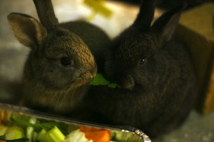 Amaya's Animal Home-Stay Pic 3 - some of our guests rabbits