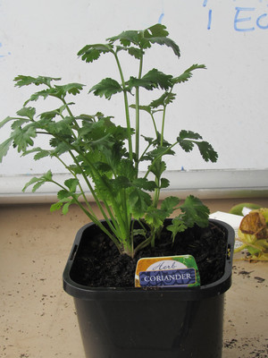 Byron Bay Herb Nursery Pic 4