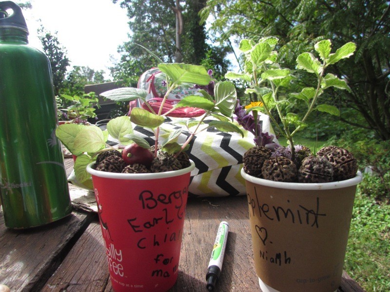 Byron Bay Herb Nursery Pic 1