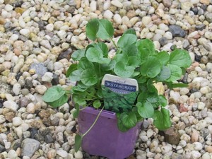 Byron Bay Herb Nursery Pic 3