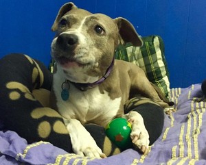 Hanrob Pet Hotels Pic 2 - with her ball