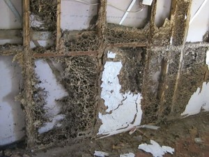 Advantage Pest & Termite Management Pic 4 - Very serious termite damage