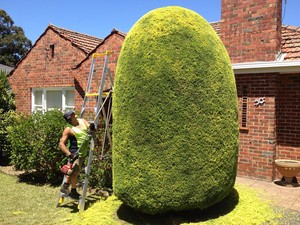 Hedge Master Gardening Services & Tree lopping Pic 2 - cypress shaped into oval shape