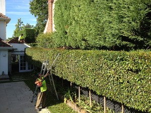 Hedge Master Gardening Services & Tree lopping Pic 5 - different sizes of hedges over lapping