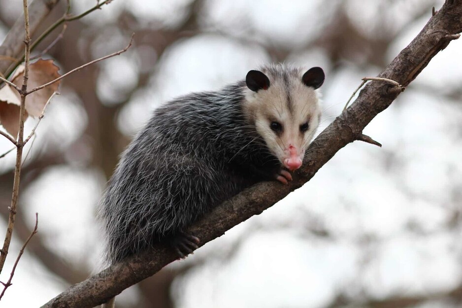 Frontline Pest Control - Possum Removal Sydney Pic 1