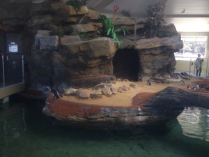 Oceanworld Manly Pic 4 - Penguin enclosure