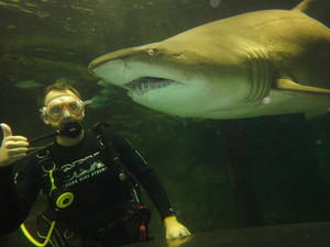 Oceanworld Manly Pic 2 - Shark Dive Xtreme