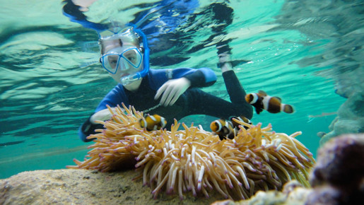 Oceanworld Manly Pic 1 - Tropical Reef Snorkel