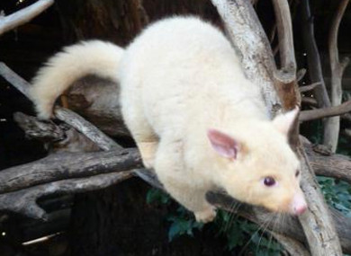 Pesky Possum Bird & Pest Control Pic 1