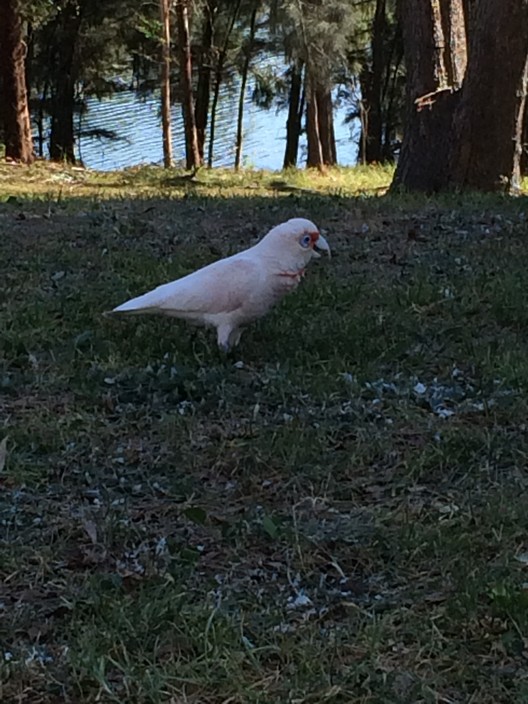 Penrith Press Pic 1 - Our bird life enjoying the river