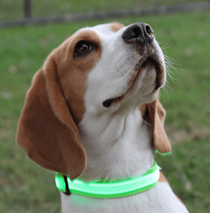 Sacred Pet Boutique Pic 3 - We stock a range of LED collard and leashes for your dog