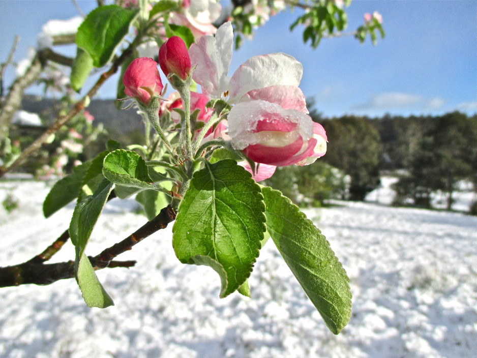 Orchard Management Services Pic 1